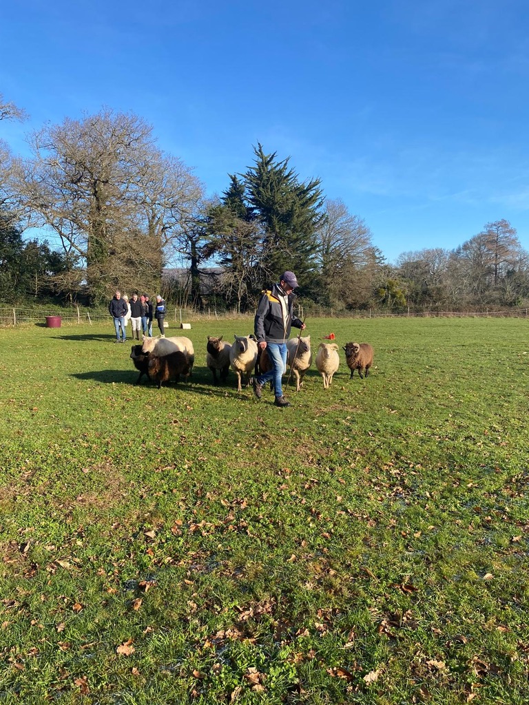demonstration chien troupeau berger loire atlantique