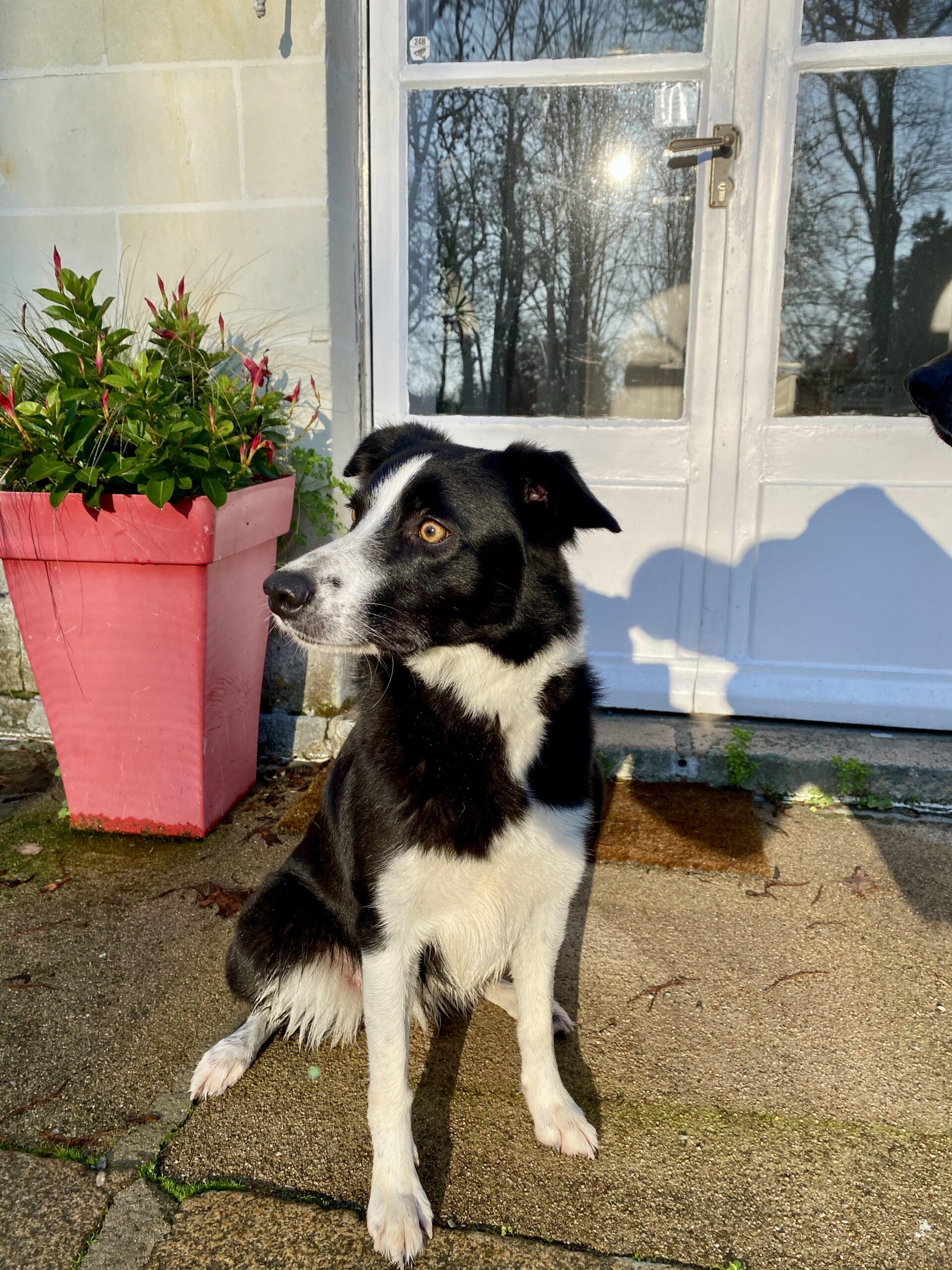 chien border collie communicatin non verbale