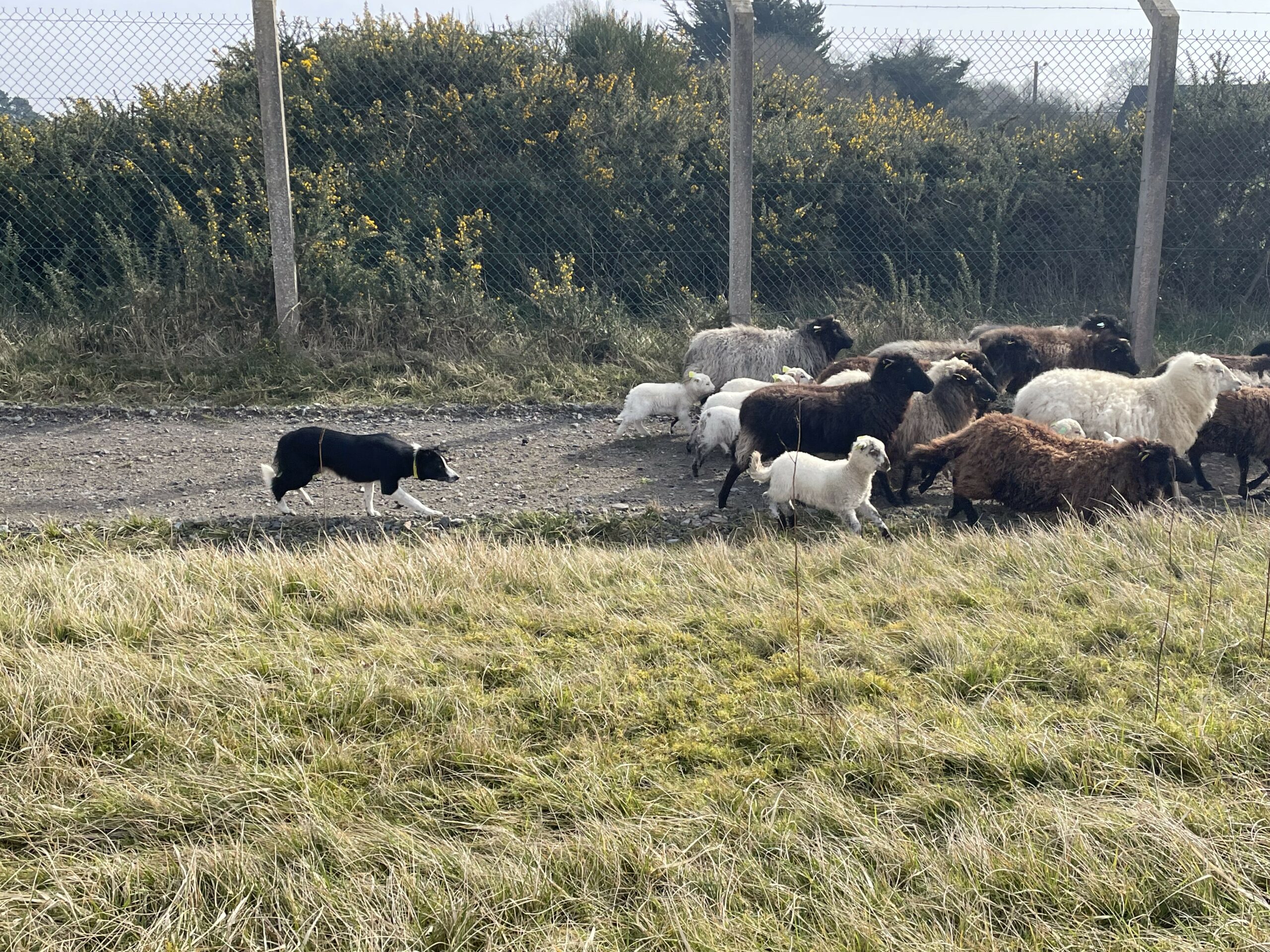 stage chien de troupeau loire-atlantique