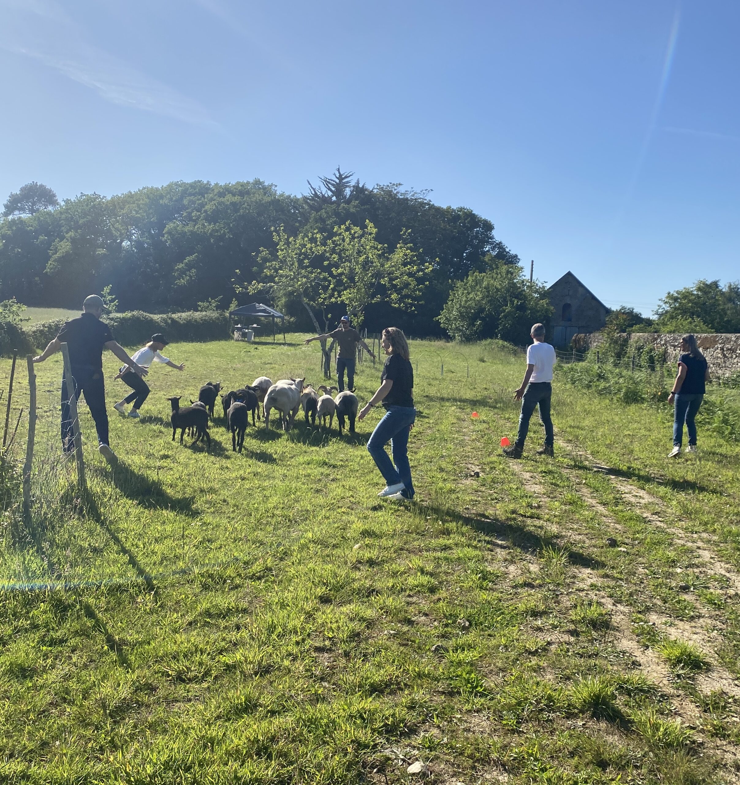 Teambuildings avec des Animaux et des Hommes, la cohésion selon les moutons