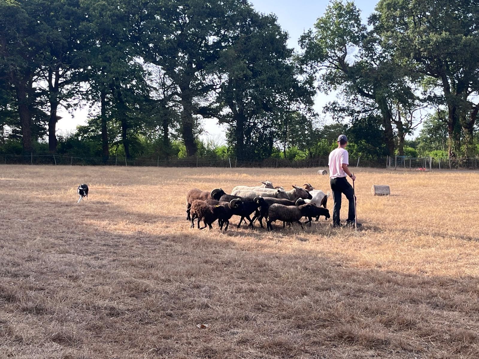Conduite au troupeau et teambuilding en Loire Atlantique